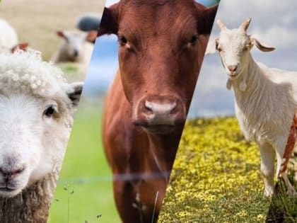 Особо опасные болезни животных