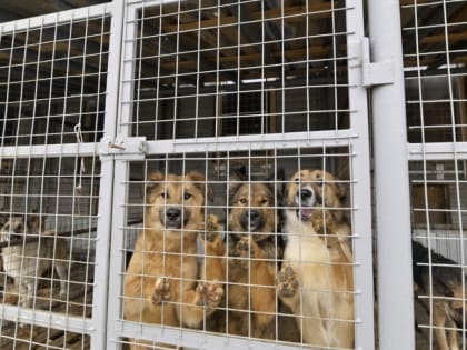 Сегодня общегородская планёрка началась с отчёта о работе муниципального приюта