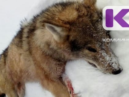 Снижение численности волка в Коми продолжается