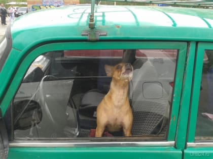 Ухтинский отдел ветеринарии примет владельцев собак и кошек в субботу 22 июня