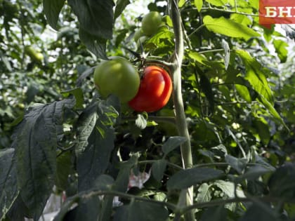 В Коми лидерами по росту цен в сентябре стали помидоры, смарт-часы и поездки в ОАЭ