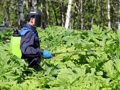 Итоги недели в Коми: медведь на кладбище, лось на трассе и «Живой воздух»