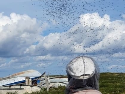 Ученые-биологи Коми рассказали о пользе комаров и их важной роли в экосистемах