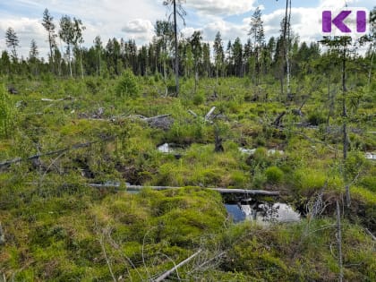 Рослесхоз проверит эффективность ведения лесного хозяйства в Коми