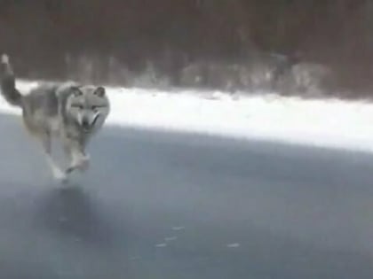 В сыктывкарской Максаковке волки пытались утащить собаку