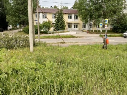 На территории Эжвы ведут борьбу с борщевиком