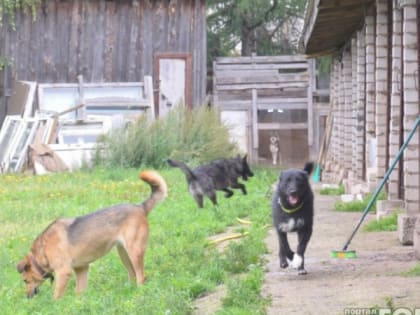 Родителям покусанного мальчика из Коми выплатят 70 тысяч рублей