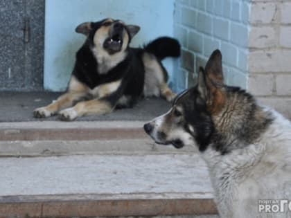 Суд «оценил» укусы на теле жительницы Коми в 50 тысяч рублей