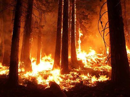 Прогноз лесных пожаров на 2023 год от «Авиалесоохраны»