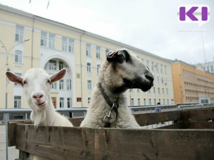 Житель Коми заболел клещевым энцефалитом после употребления сырого козьего молока