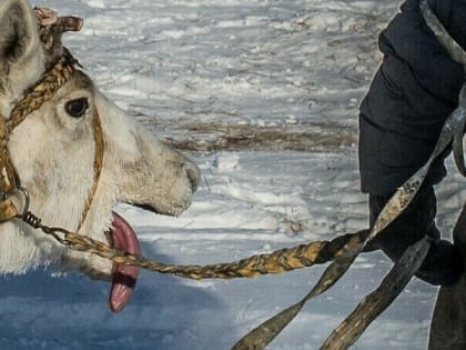 Под Усинском ссора двух оленеводов обернулась жестоким убийством