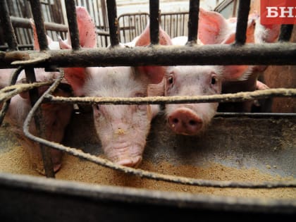 В Коми планируют построить свинокомплекс за три миллиарда рублей