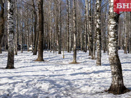 В Коми «проснулись» клещи