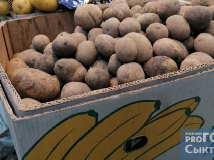 В Коми собрали более пяти тысяч тонн картофеля