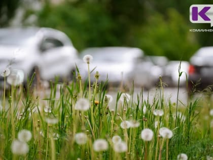 Погода в Коми 25 июня: тепло, местами небольшой дождь