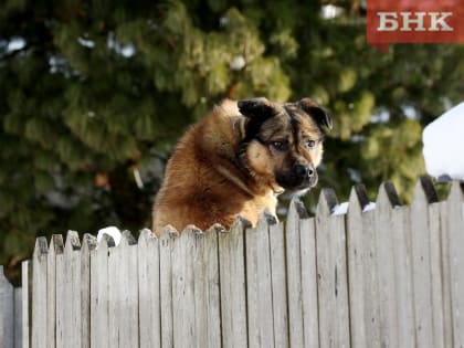 Хозяева цепной собаки, покусавшей двоих детей, выплатят 80 тысяч рублей