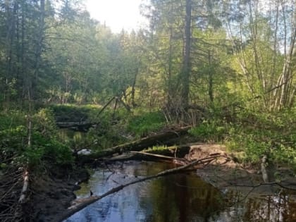 В Коми появилось 11 новых пожаров после гроз