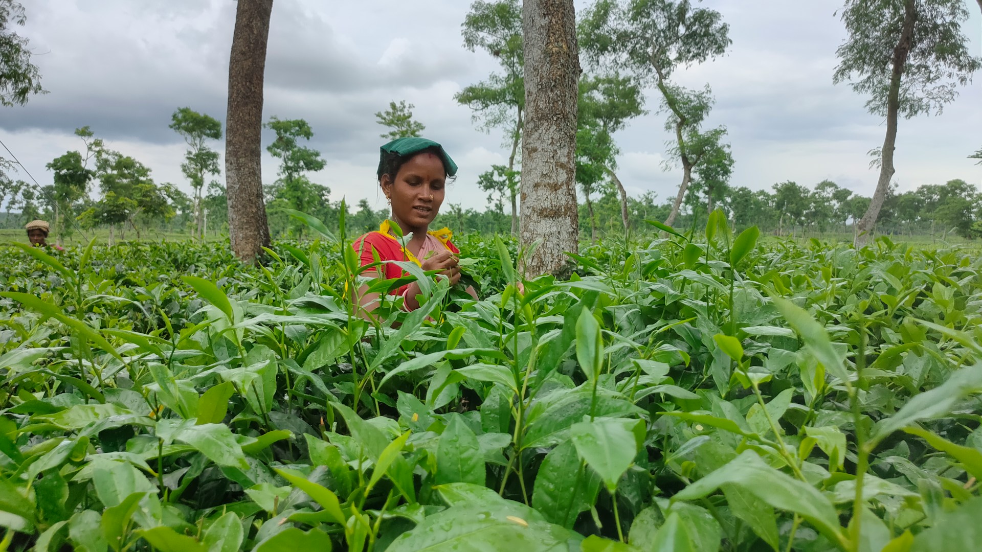 Tea Plantation Tour in Sreemangal - Image 1