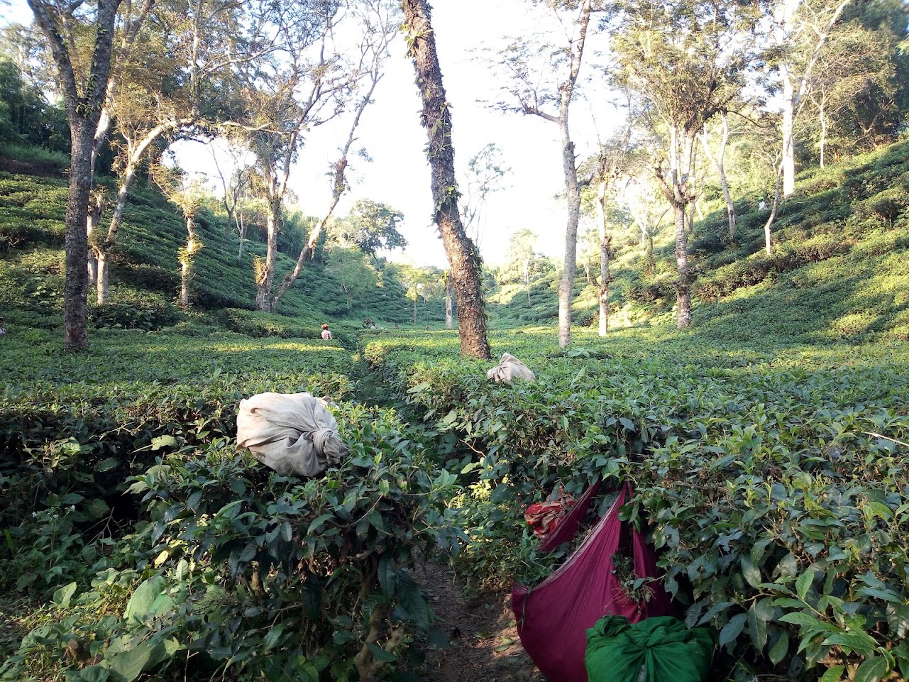 Tea Plantation Tour in Sreemangal - Image 3