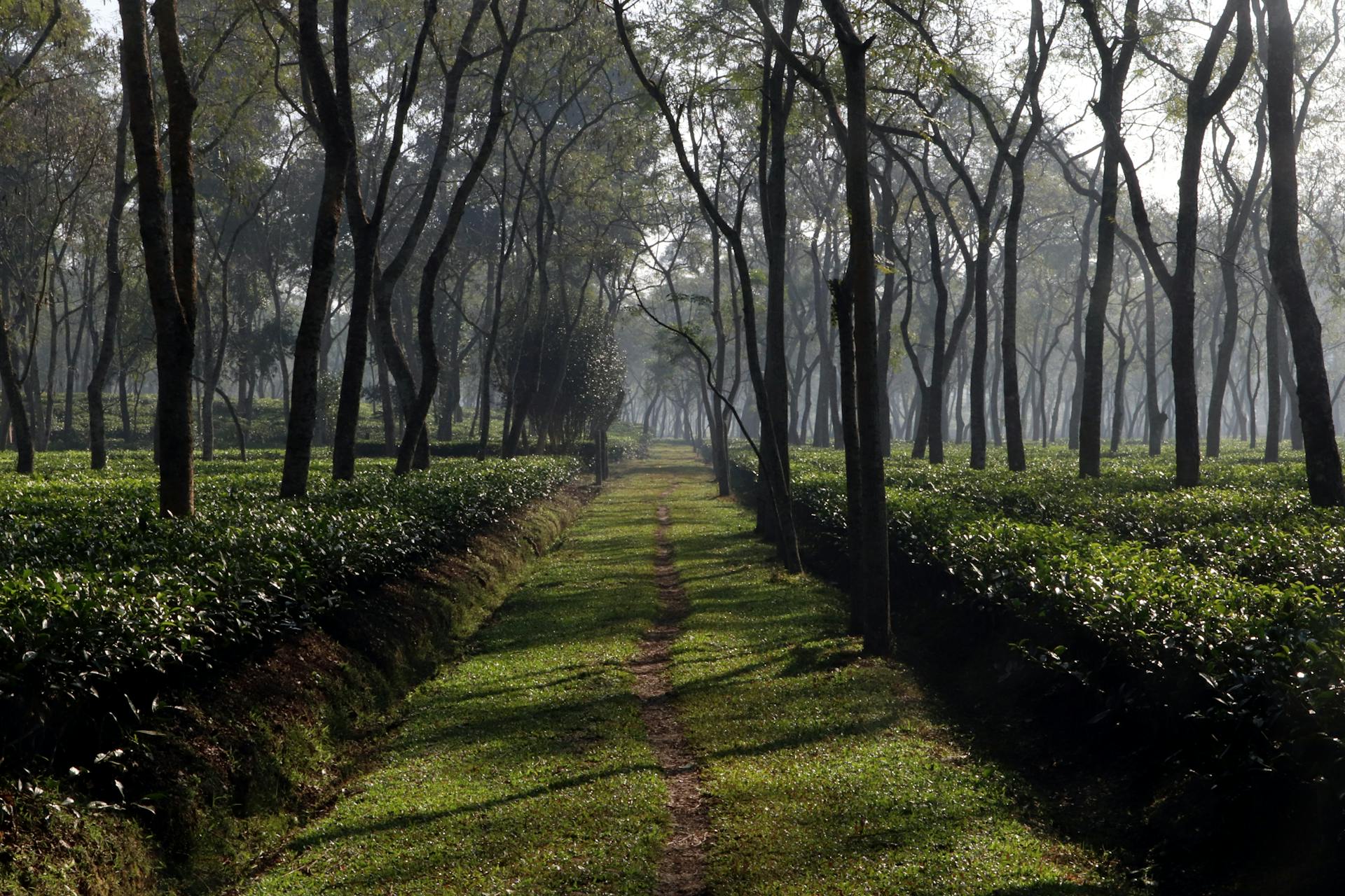 Tea Plantation Tour in Sreemangal - Image 7