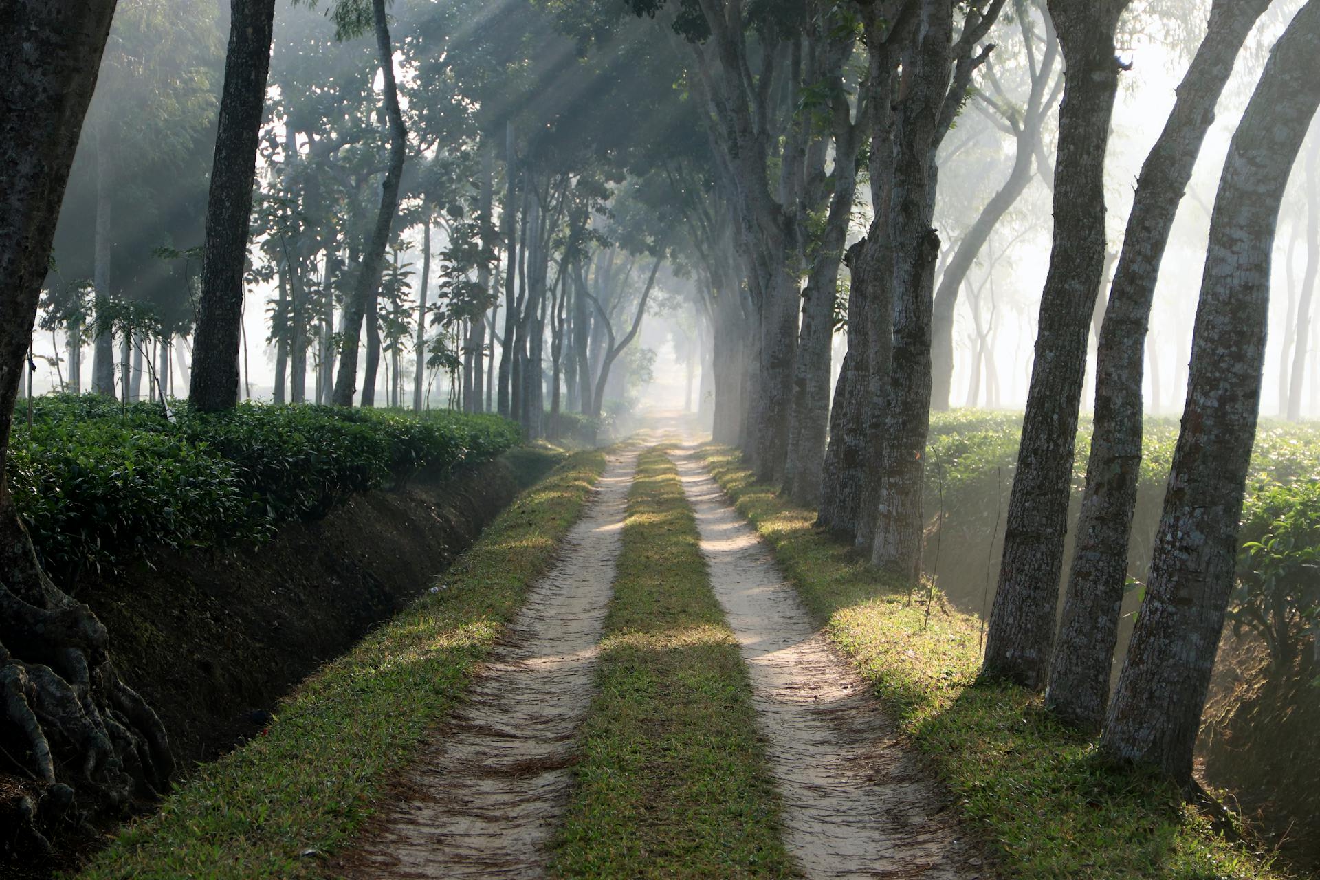 Tea Plantation Tour in Sreemangal - Image 9