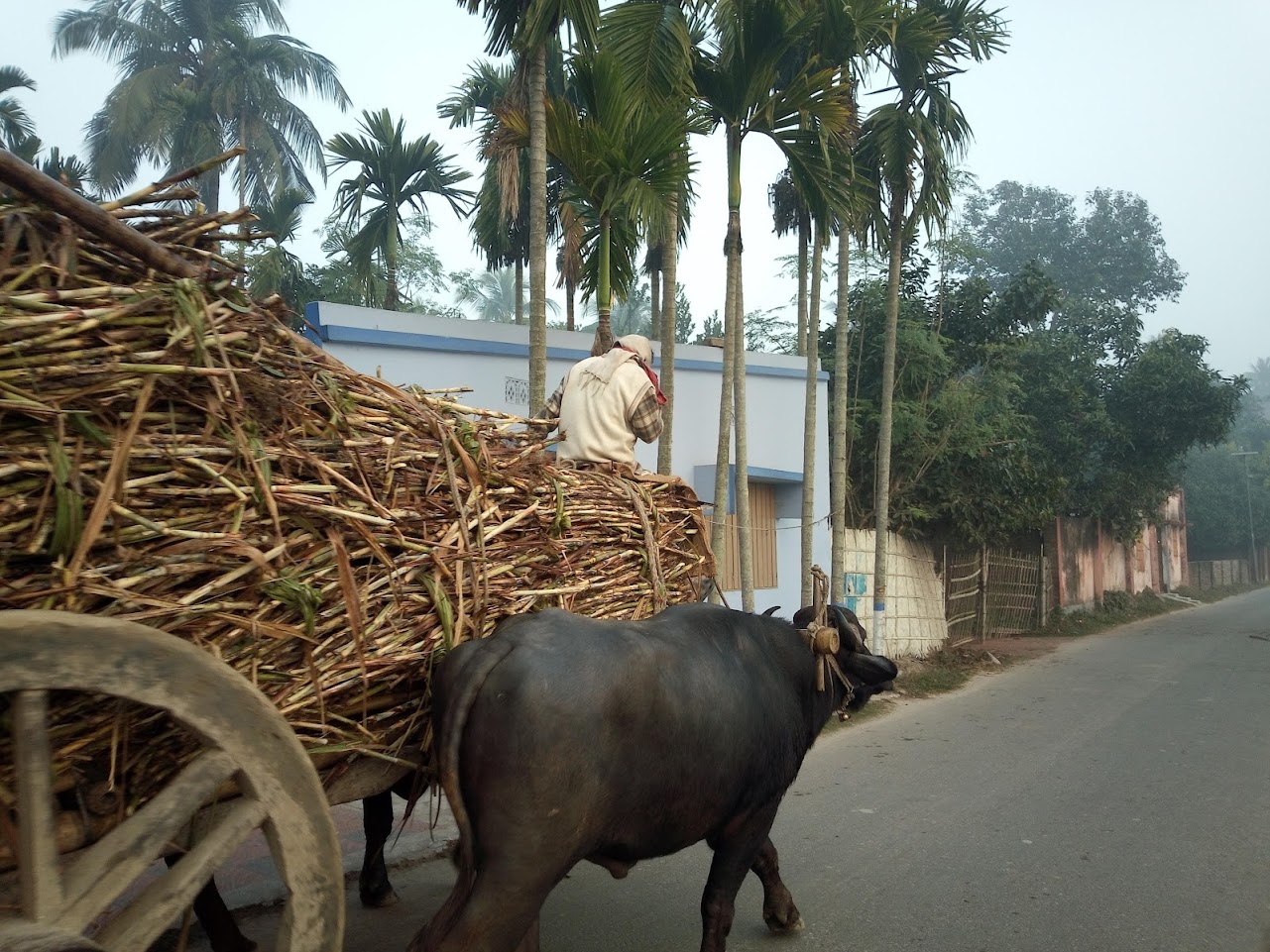 Highlights of Rajshahi - Image 8