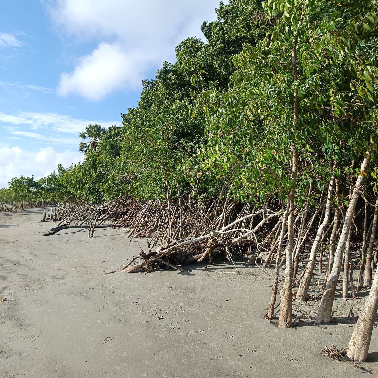 Dhaka to Sundarban Tour - Image 7