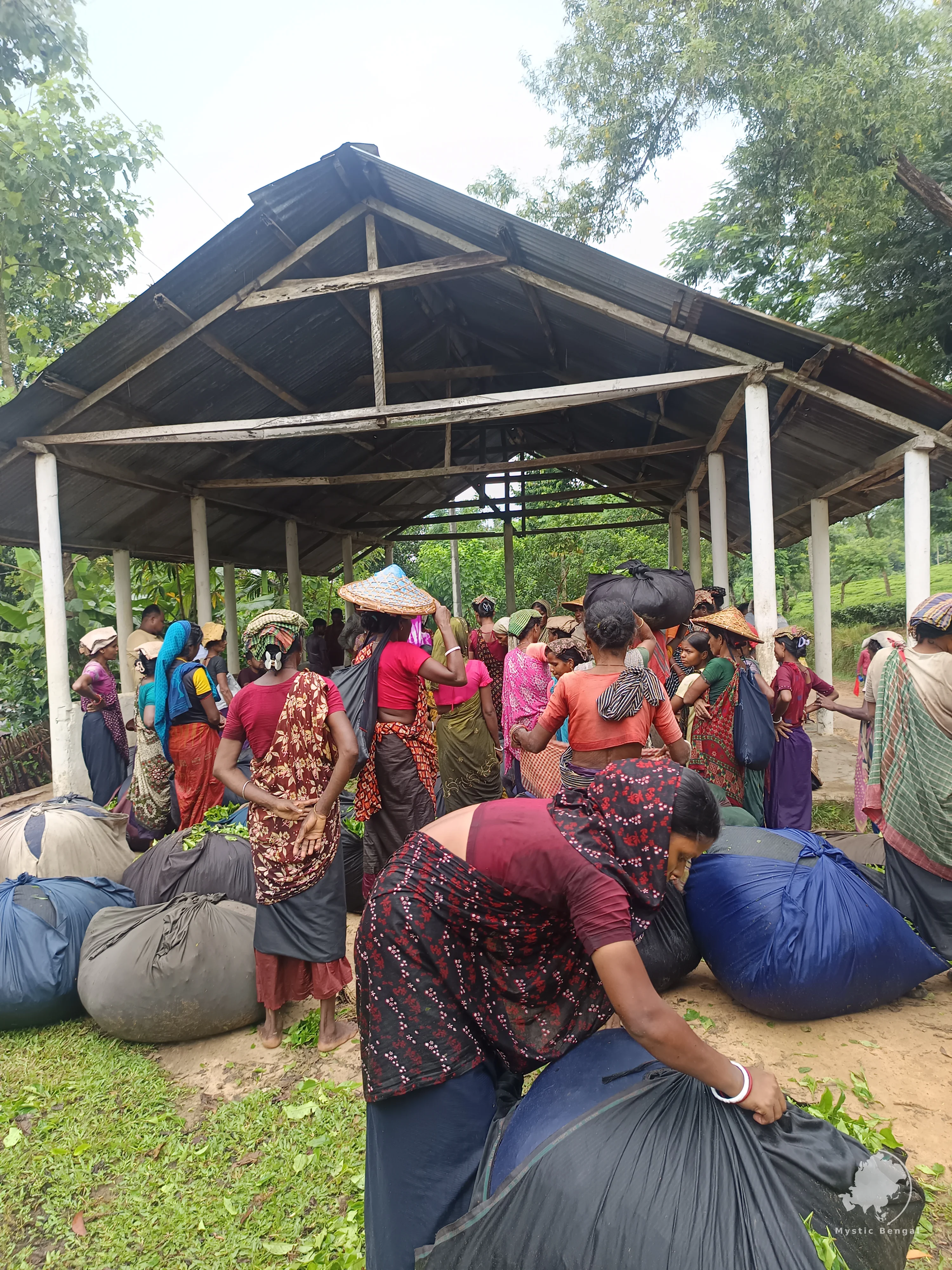 tea garden in Bangladesh, Sreemangal