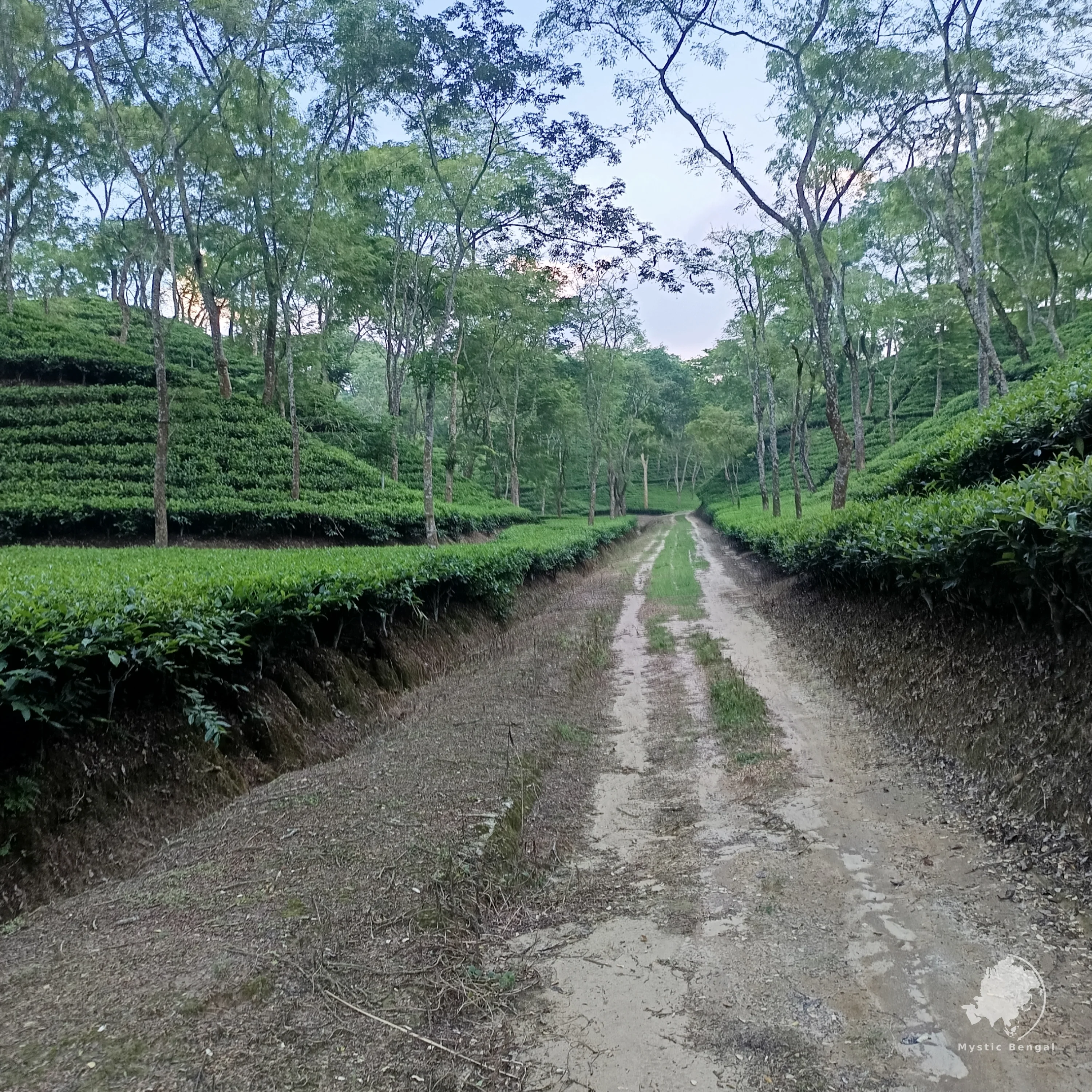 Beautiful Tea garden in Bangladesh sreemangal