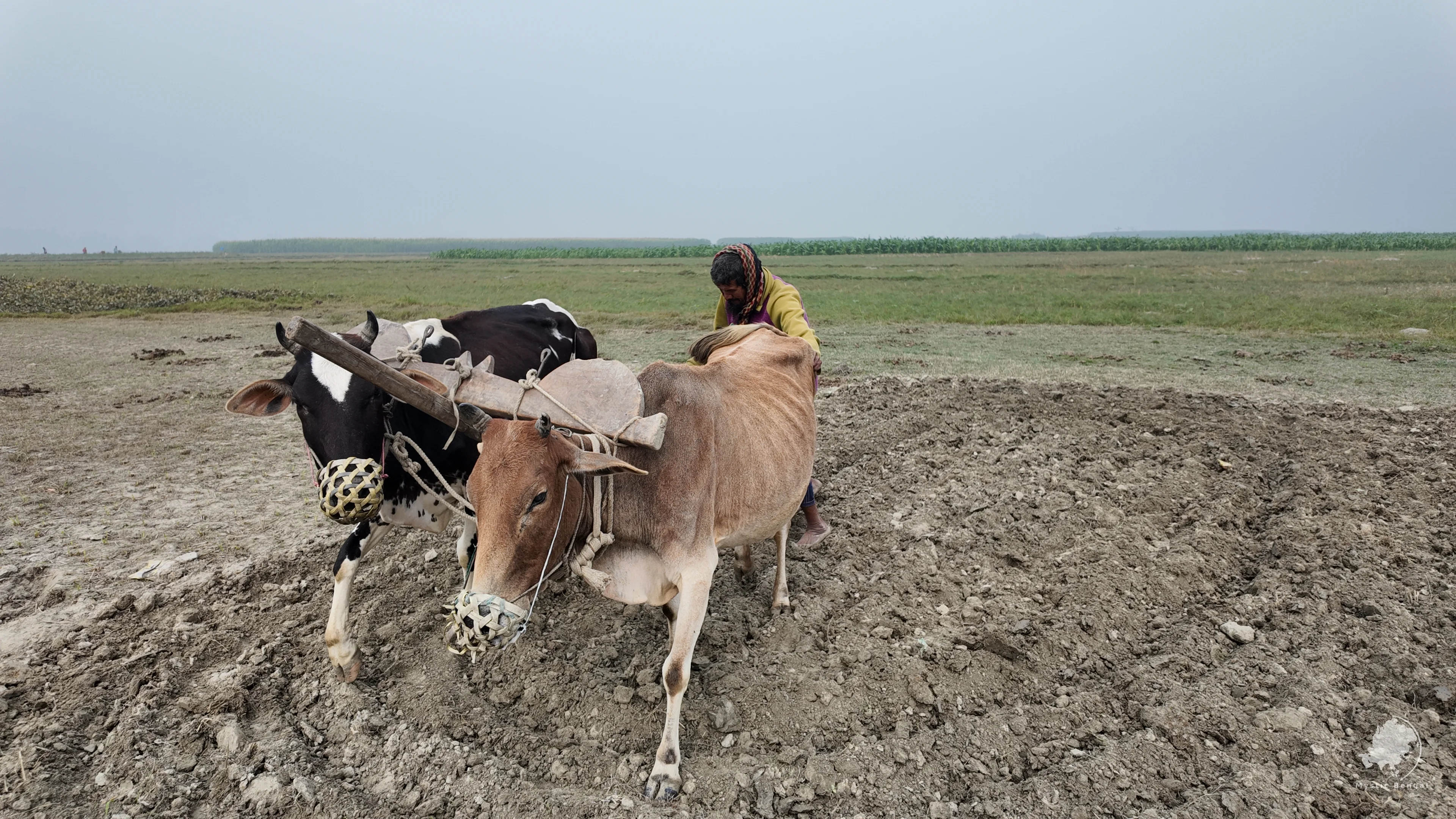 Village Bangladesh and it rural life