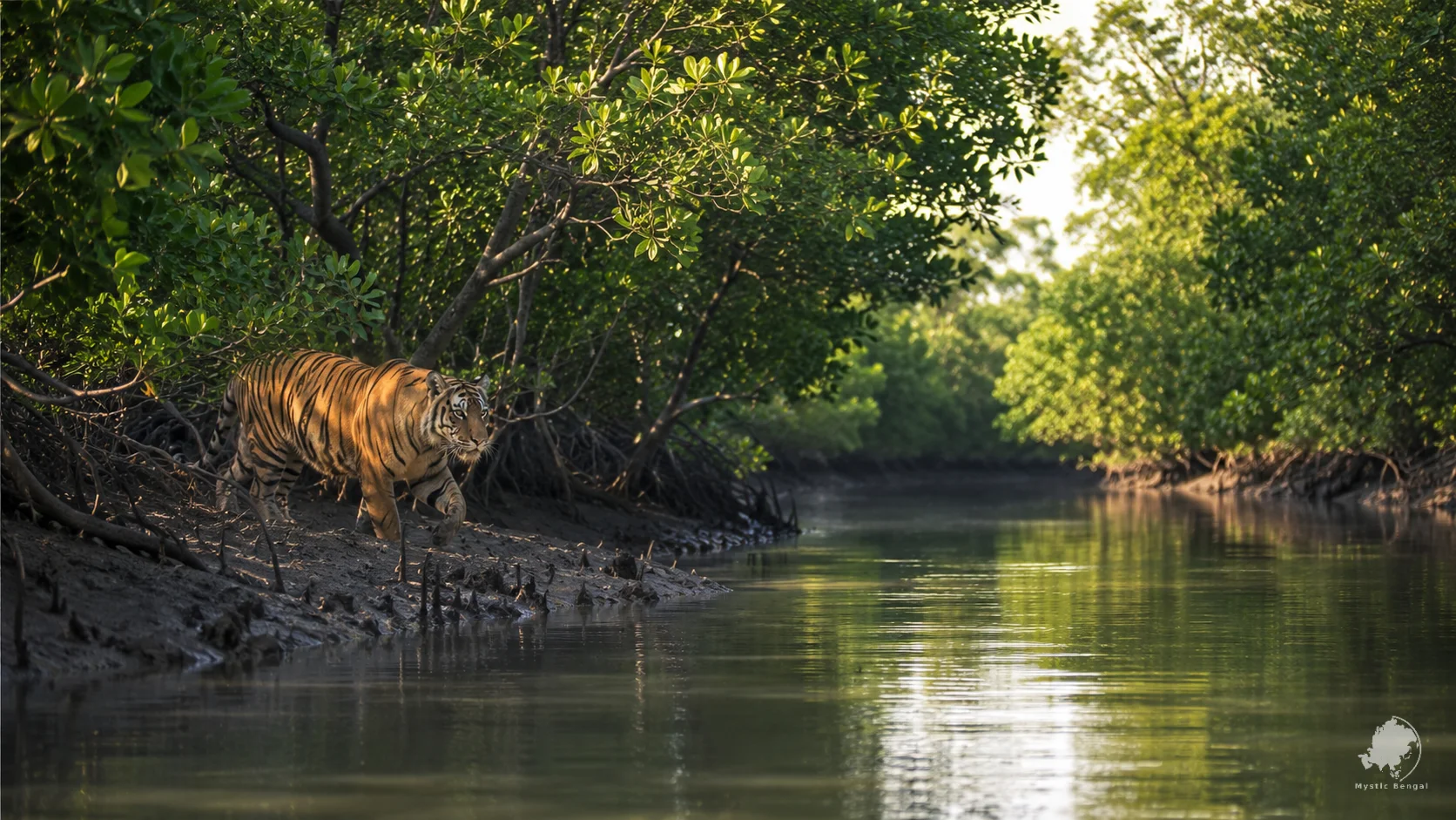 Roayl bengal tiger pciture on wild life tour in bangladesh