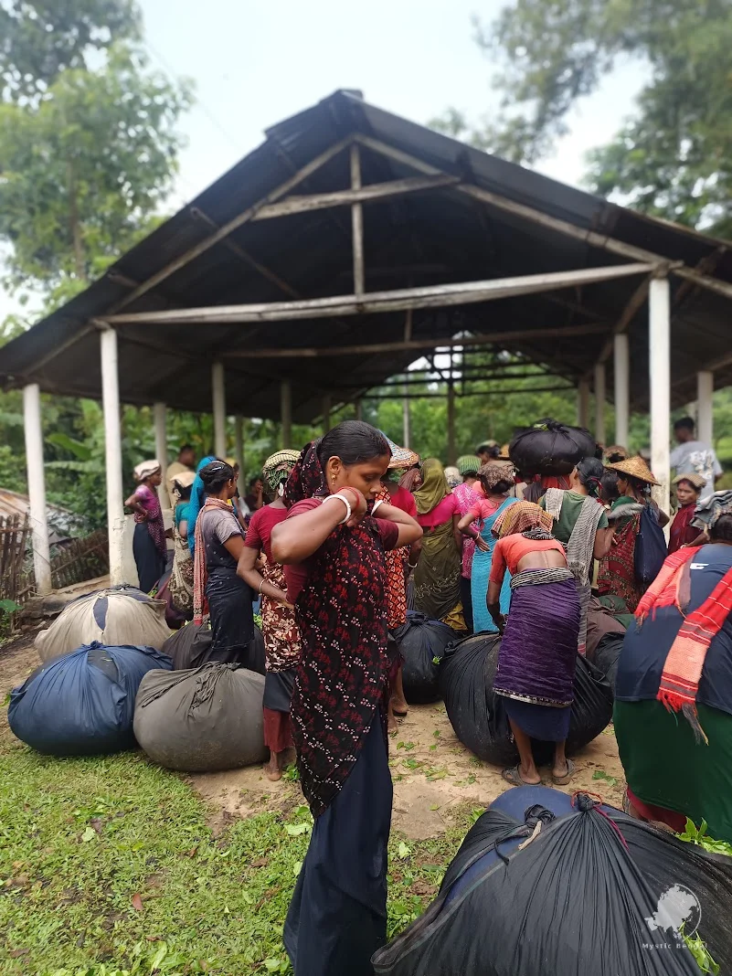 Bangladesh Sylhet Tea Garden women collecte tea
