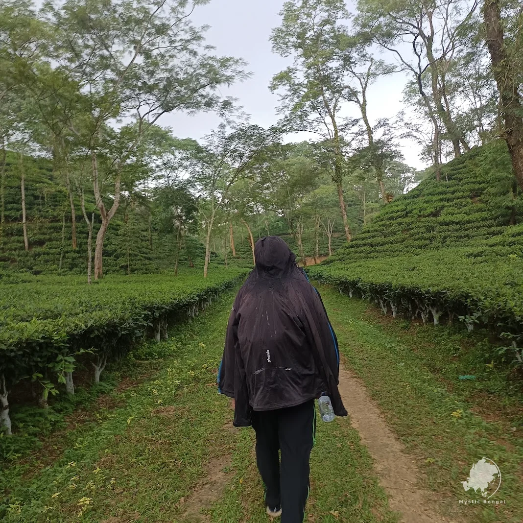 Bangladesh Tea Garden guest on trail of tea garden