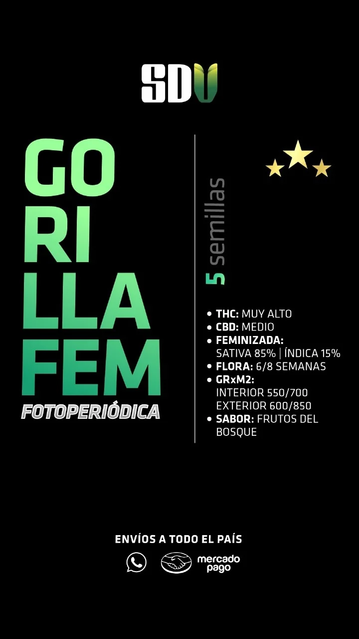 GORILLA FEM FOTOPERIODICAS