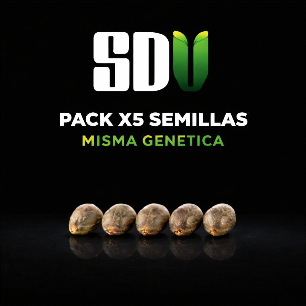 🌟 PACK DE 5 + 1 SEMILLAS AUTO XXL