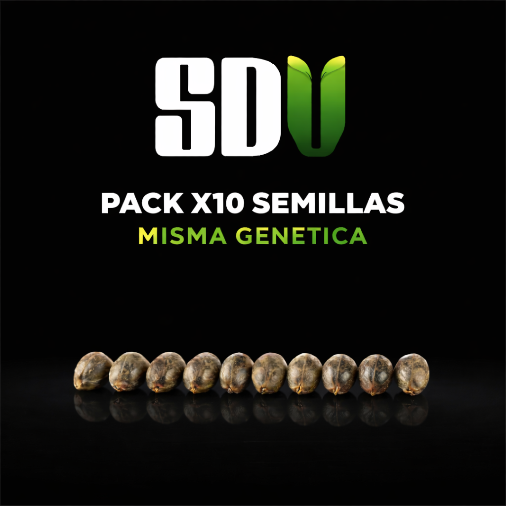 🌟 PACK DE 10 + 2 SEMILLAS AUTO XXL