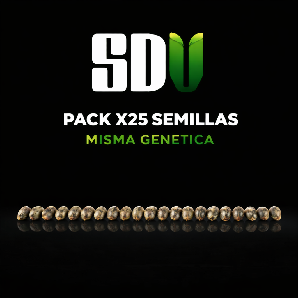 🌟 PACK 25 + 5 SEMILLAS AUTO DE REGALO