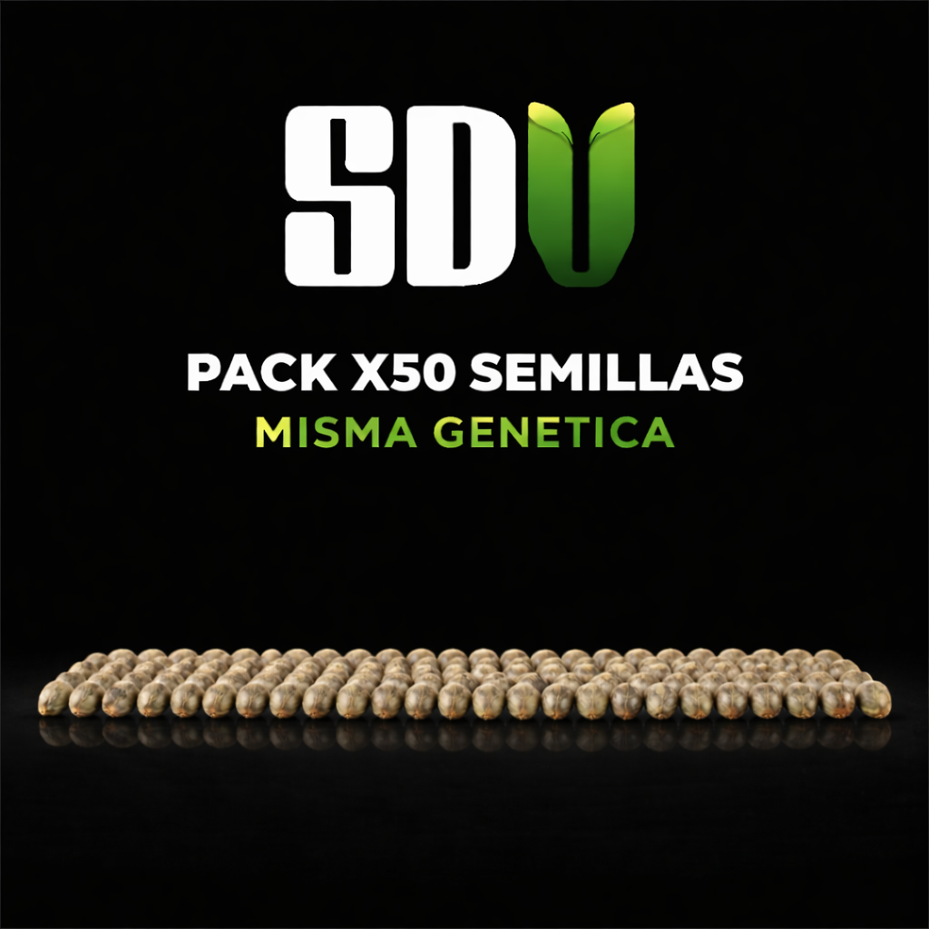🌟 PACK 100 + 20 SEMILLAS AUTO DE REGALO