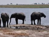 Botswana Govt Grants 23‑Elephant Hunt Permit, Serves Elephant Meat on Independence Day