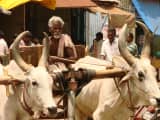 Chief Minister Vijay’s Bullock Cart Driver Sparks Political Storm in Tamil Nadu
