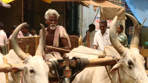 Chief Minister Vijay’s Bullock Cart Driver Sparks Political Storm in Tamil Nadu