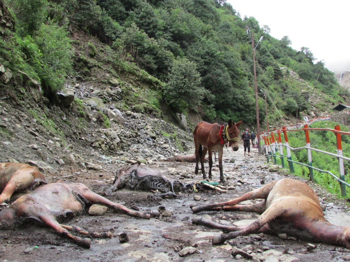 Uttarakhand Floods Kill 7, Close 172 Roads; UP & Jharkhand Also Struck