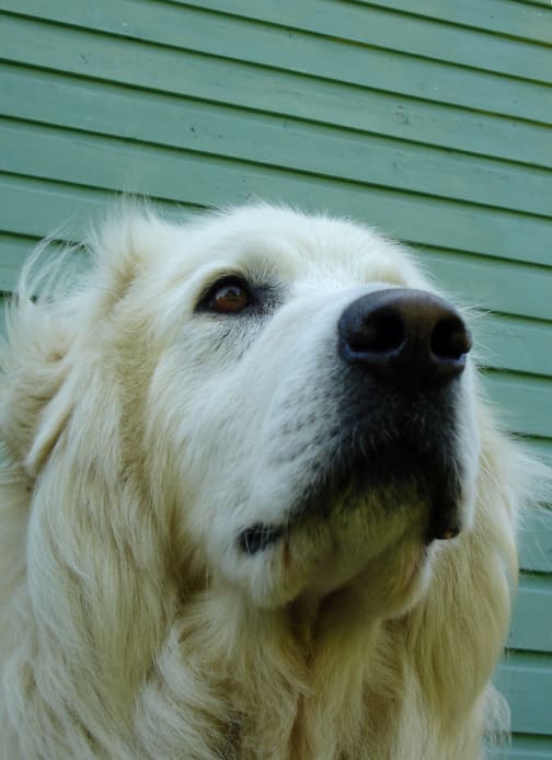 Remembering Tucker Budzyn: The Golden Retriever Who Captivated the Internet