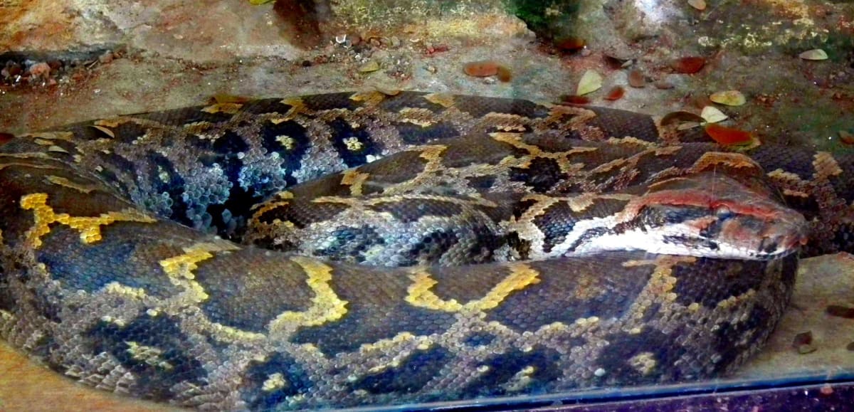 15‑Foot Python Spotted Near Drain Triggers Crowd Frenzy in Indian City