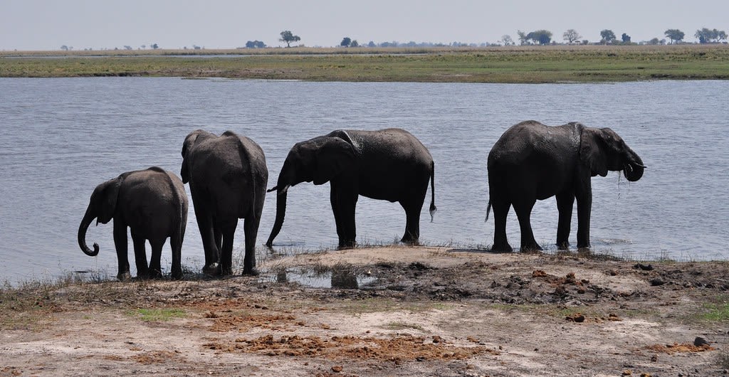 Botswana Govt Grants 23‑Elephant Hunt Permit, Serves Elephant Meat on Independence Day