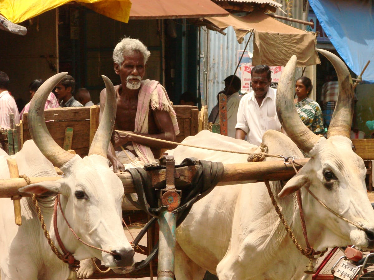 Chief Minister Vijay’s Bullock Cart Driver Sparks Political Storm in Tamil Nadu