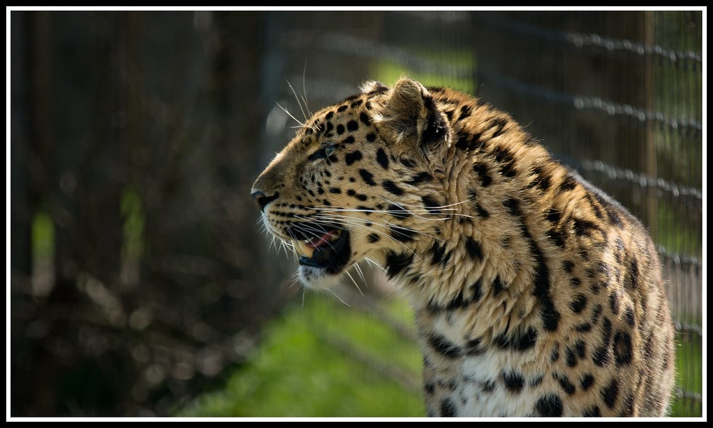 Tragic Leap: Man Dies After Jumping Into Tiger Enclosure at Yorkshire Wildlife Park