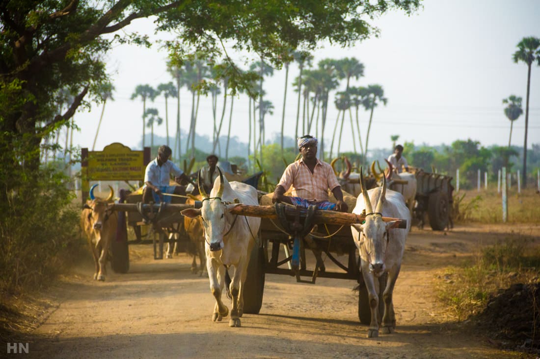 Tamil Nadu’s Sann Rag Rice Shortage Sparks Sudden Price Surge – What’s Behind the Spike?