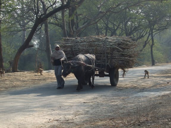 Uttar Pradesh Announces ₹52/kg Sugar Subsidy: What It Means for Consumers, Farmers & the Economy