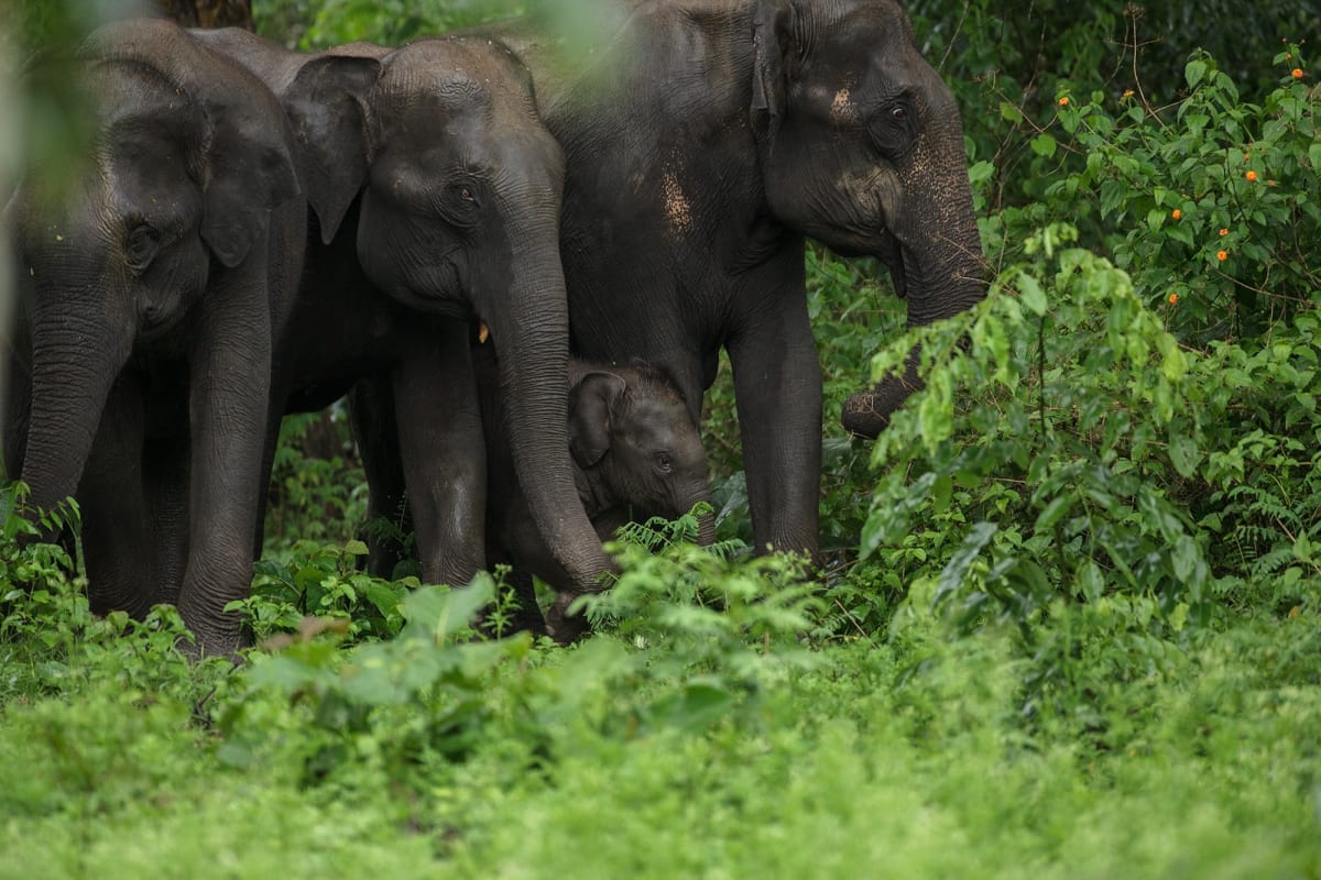 Elephant Calf’s 7‑Hour Wait Ends in Emotional Reunion with Mother in West Bengal